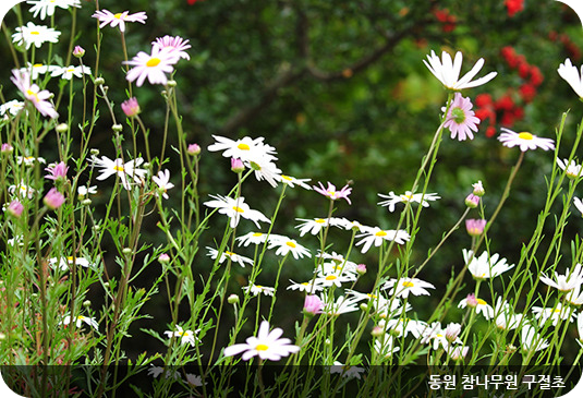 한밭수목원 동원 참나무원 구절초 이미지/출처: 한밭수목원 홈페이지