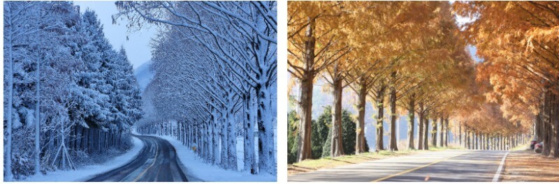 모래재 메타세콰이아길 겨울풍경 가을 풍경