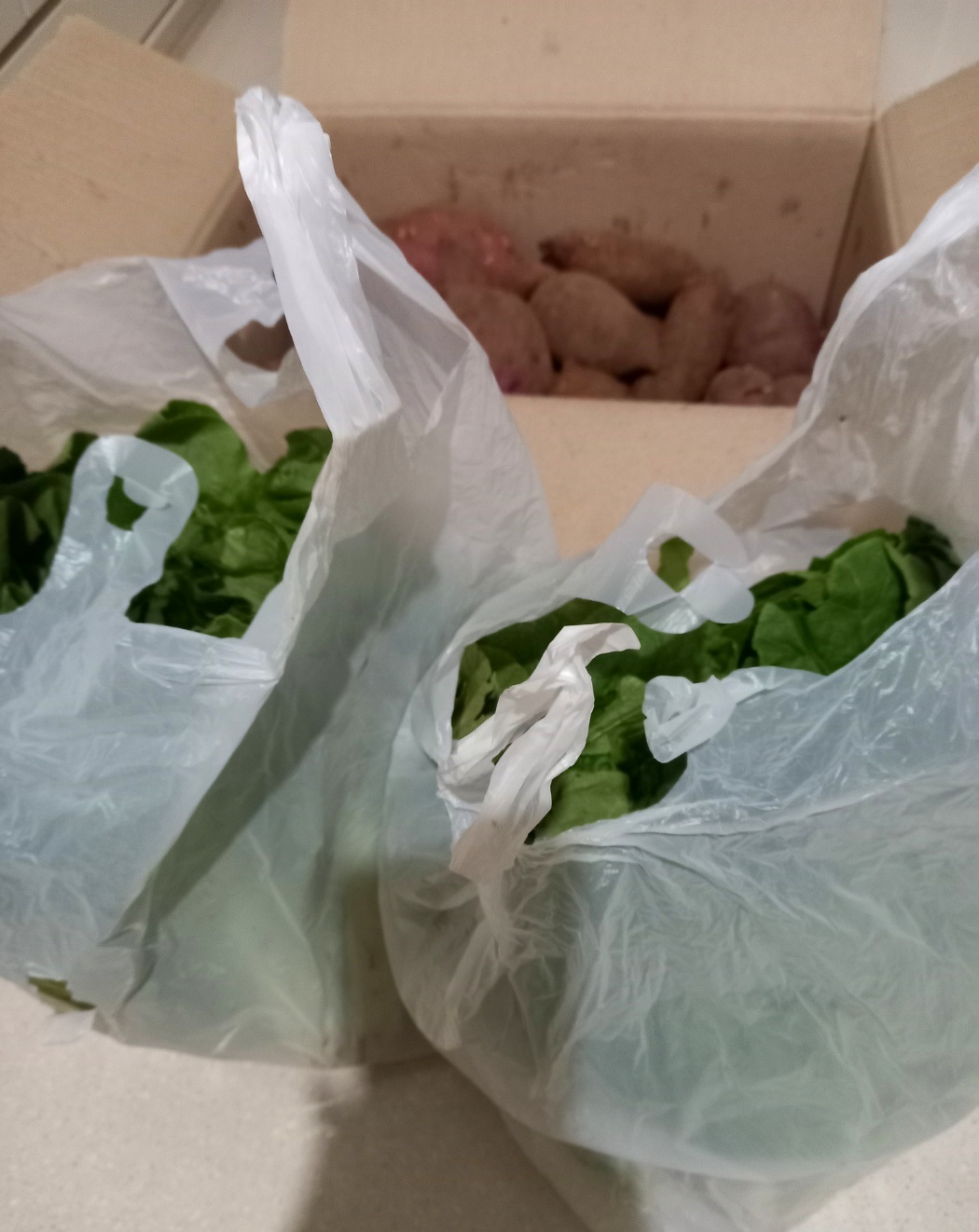 제주도에서-얼갈이배추가-왔어요.