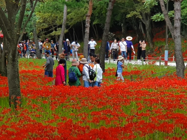 2026 영광불갑산상사화축제 일정