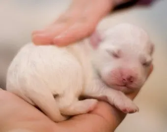 새끼강아지무료분양 멍멍이 가족 맞이 꿀팁_4