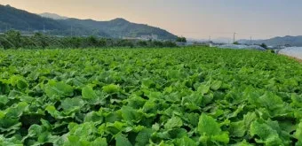 우엉 재배 깊이 갈기 직파 요령 곧게 키우기_15