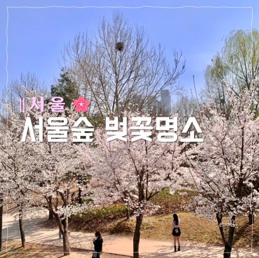 서울 숲 벚꽃 축제