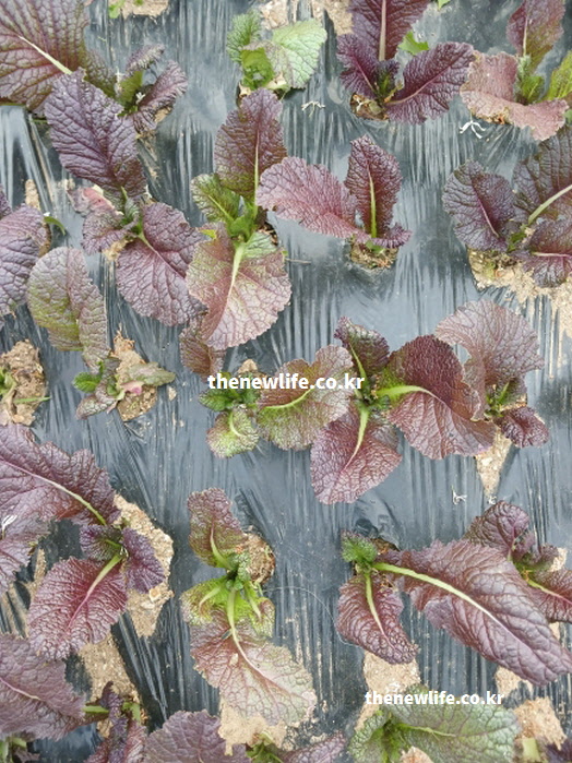 비닐 멀칭 된 텃밭에서 본문 설명처럼 붉은 잎을 띠며 자라고 있는 적겨자