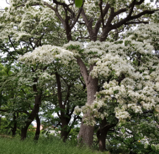 이팝나무 가로수