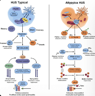 용혈 요독 증후군 초기증상 및 치료법6