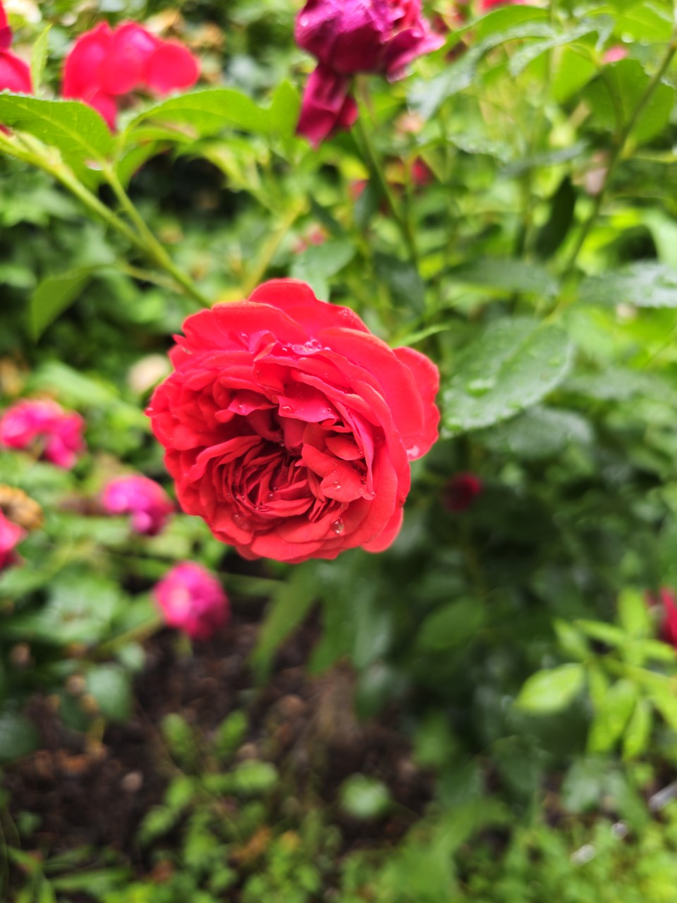 장애인 취업 관련 선진국 정책 모음