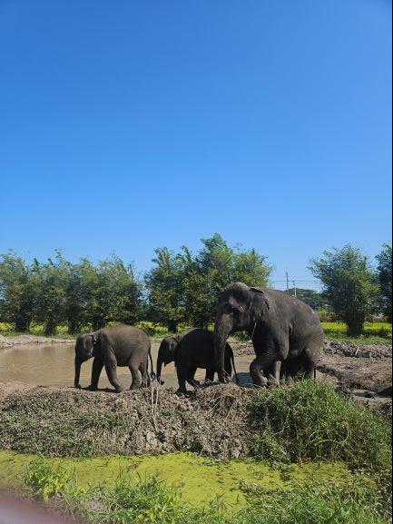 방콕 엘리펀트 파크