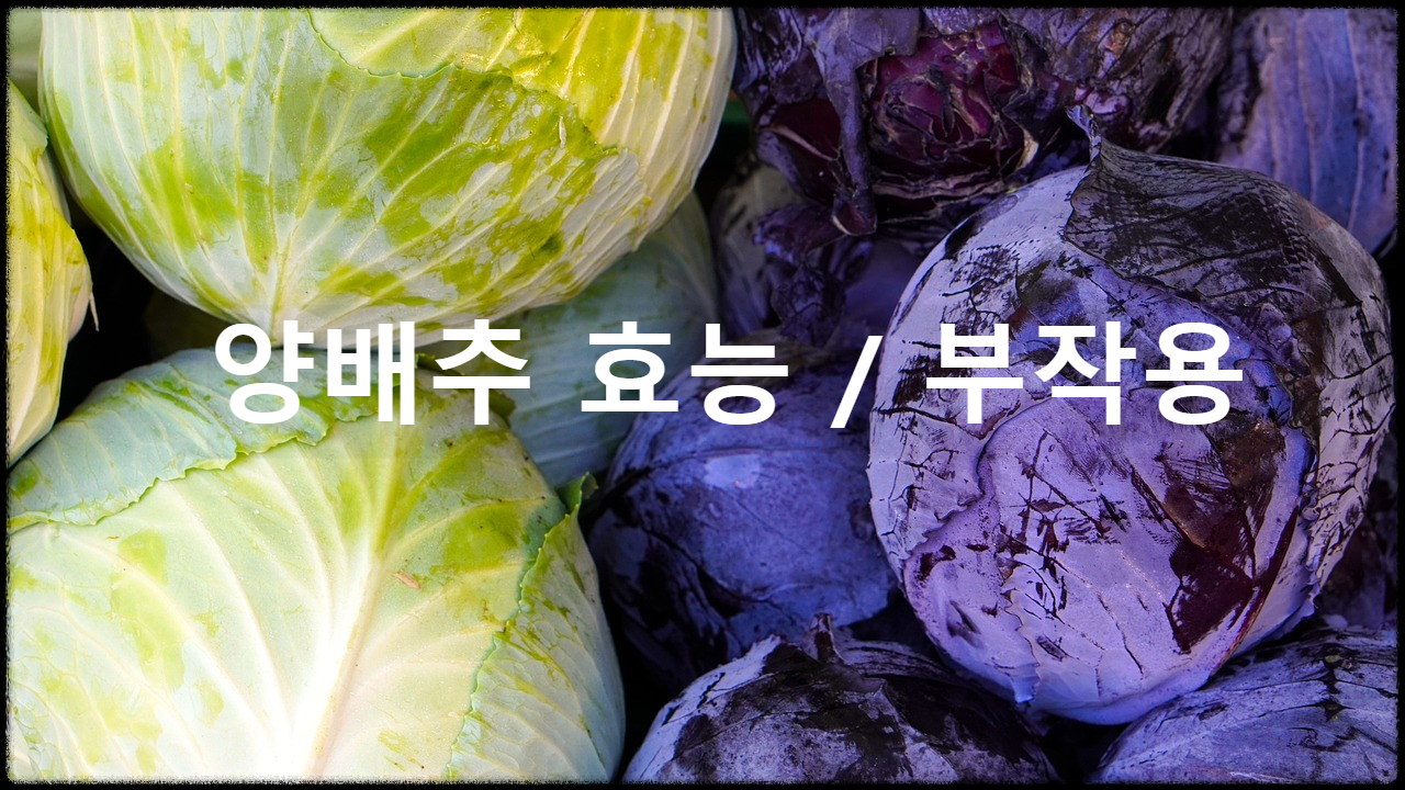 양배추 효능과 부작용