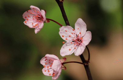 광양매화축제 주차