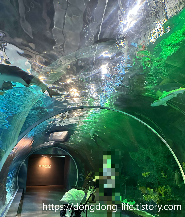 수족관 사진