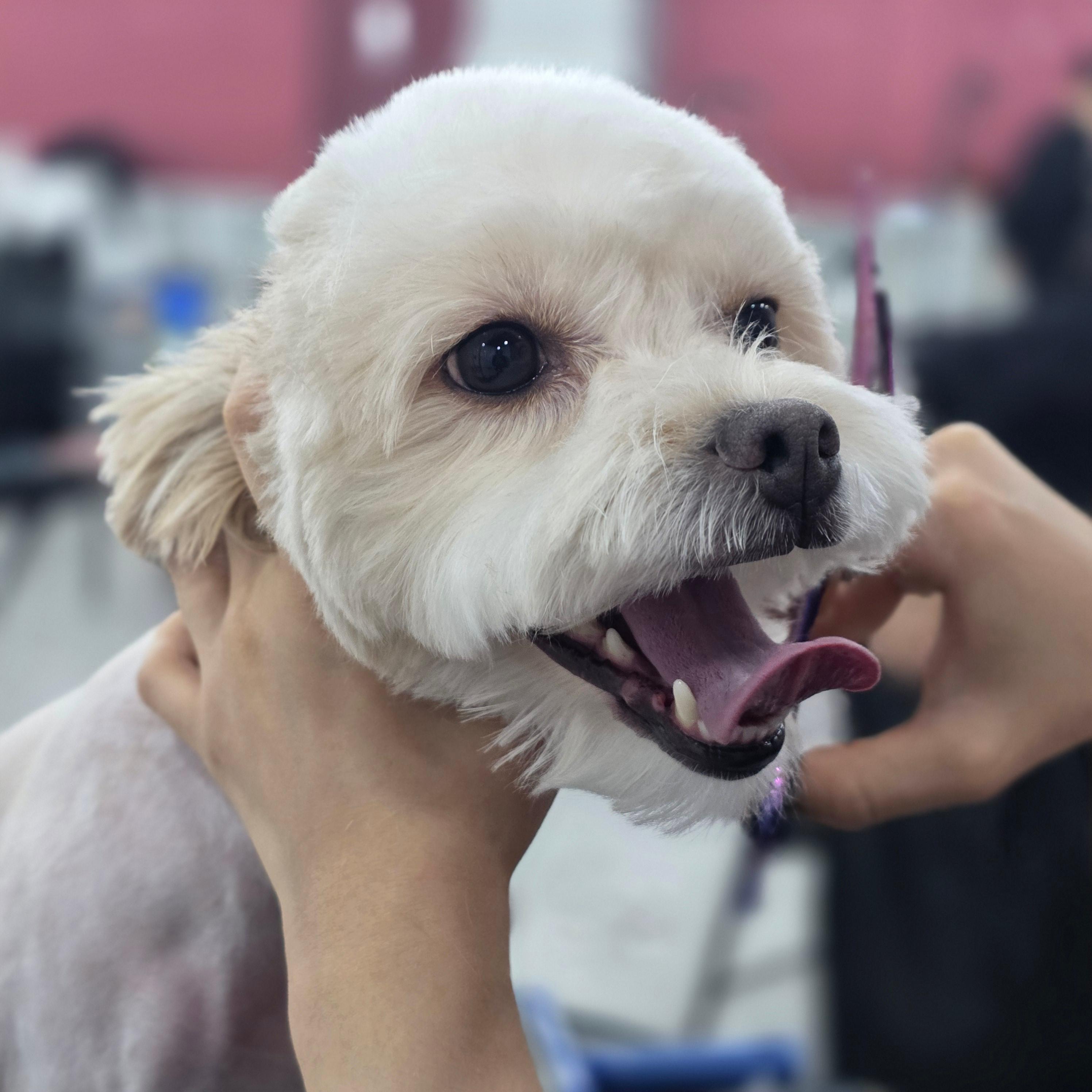 평택애견미용학원