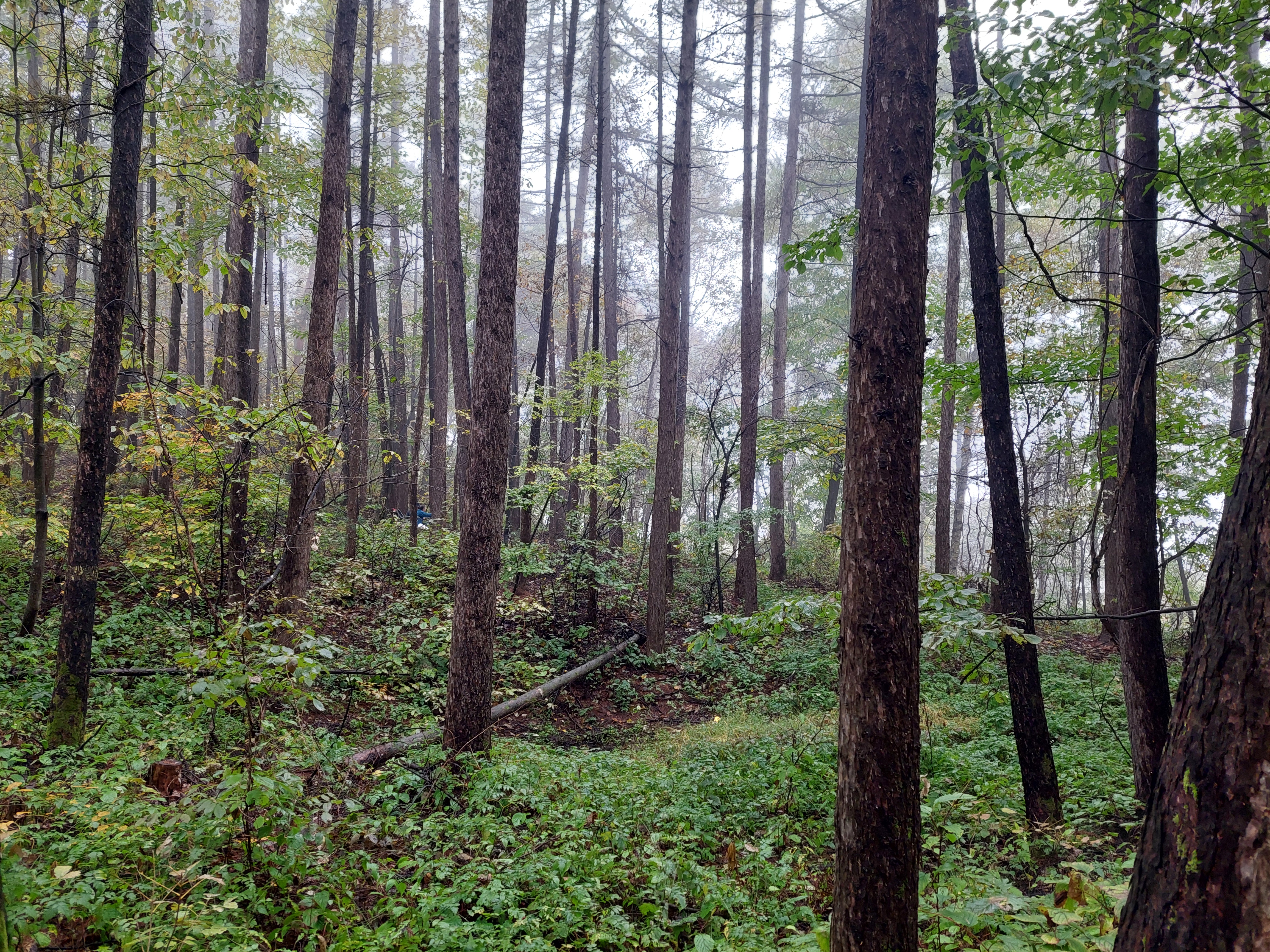 민둥산