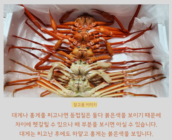 6시내고향 영덕대게 러시아대게 홍게 가격 및 구매 정보