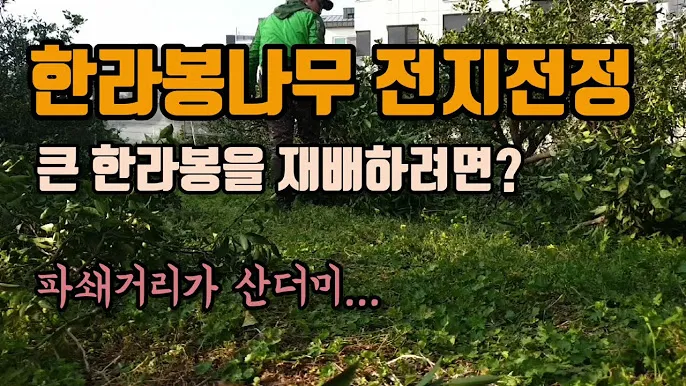 한라봉 재배 비가림 재배 가지 전정 당도 높이기_3