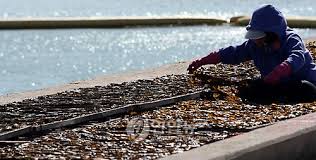 제11회 기장미역다시마 축제 기본일정과 특징 소개