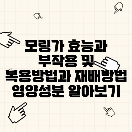 모링가 효능과 부작용 및 복용방법과 재배방법 영양성분 알아보기