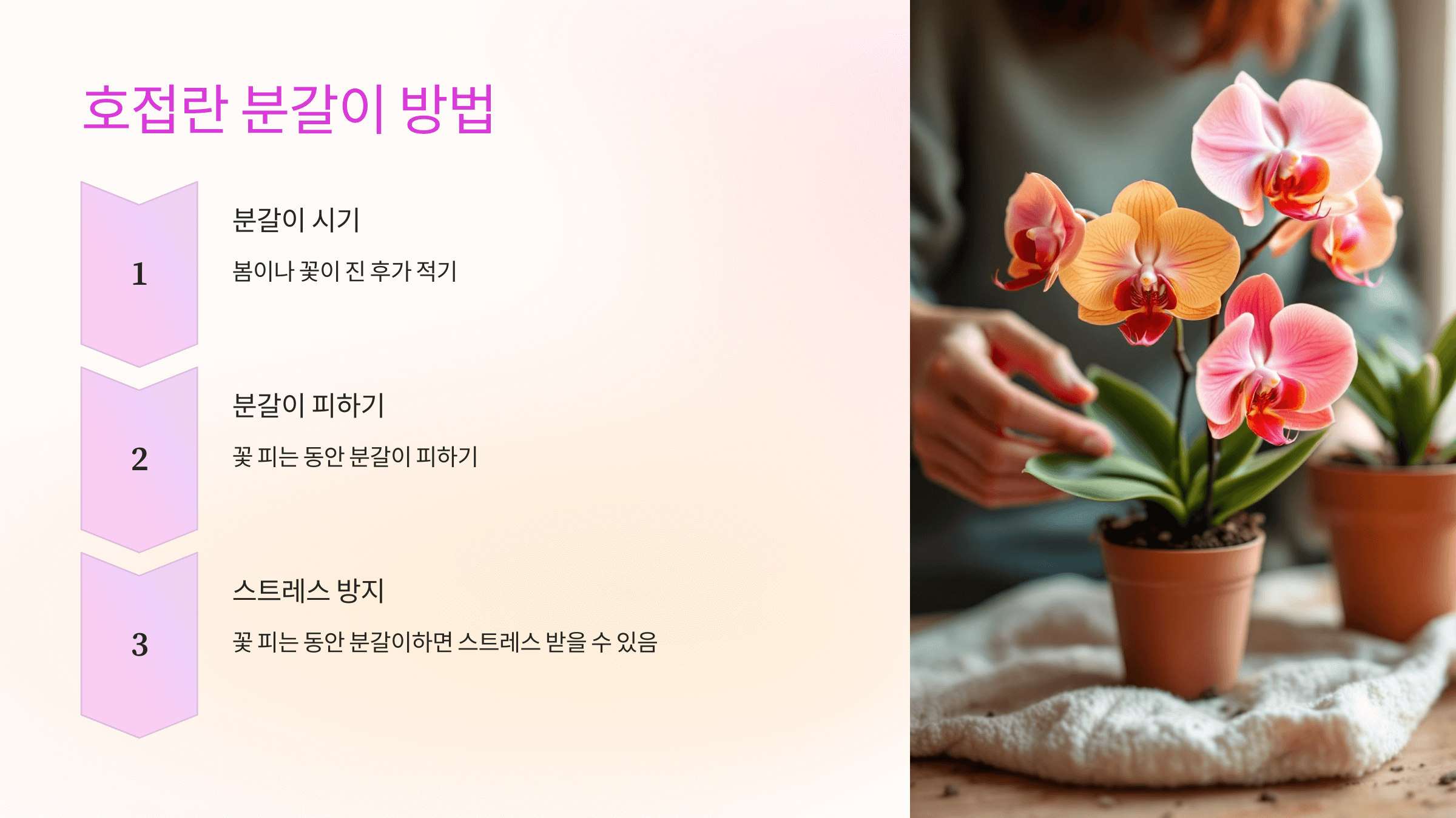 호접란 사진입니다.