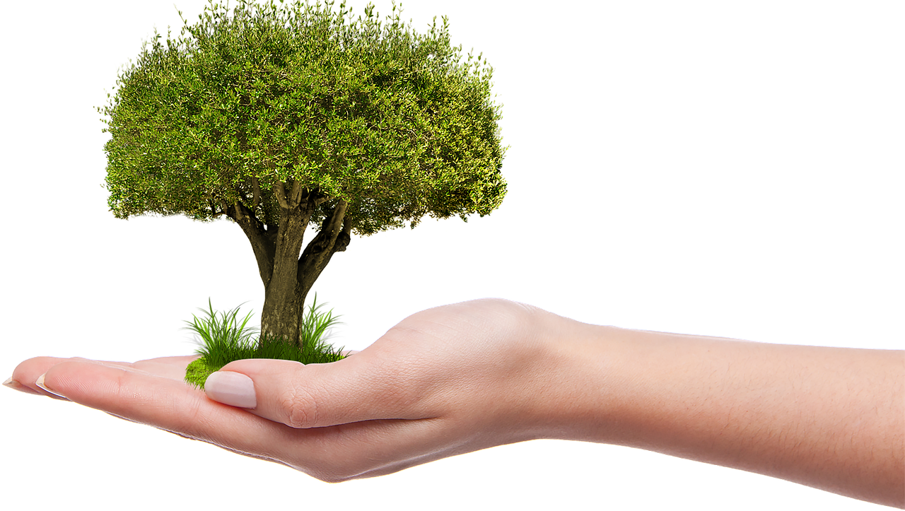 식목일 행사 나무 한그루 심기