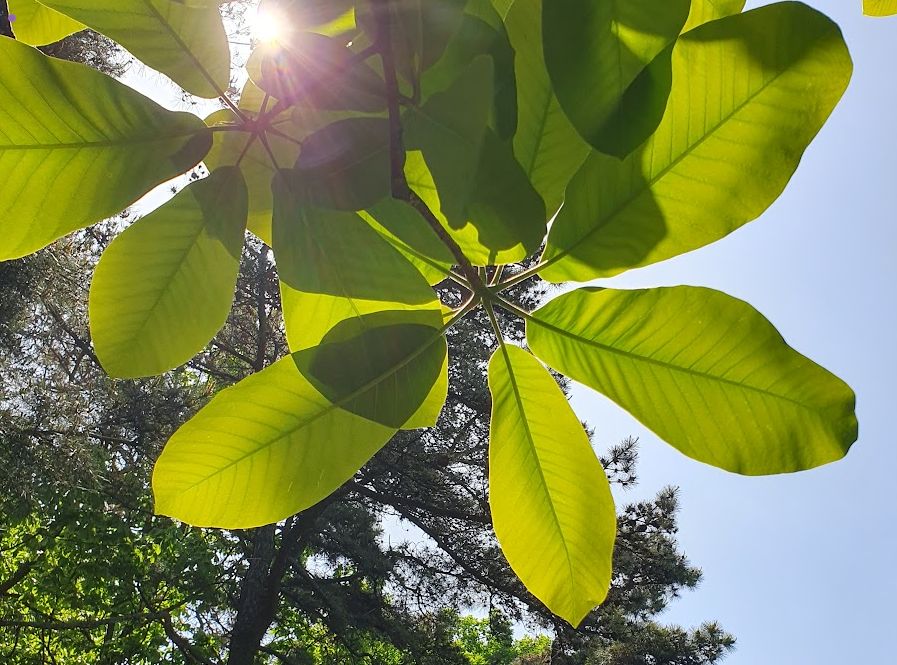 맨발 걷기로 좋아지는 질환들
