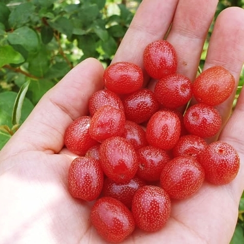 보리수 열매 효능