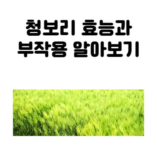 청보리 효능과 부작용