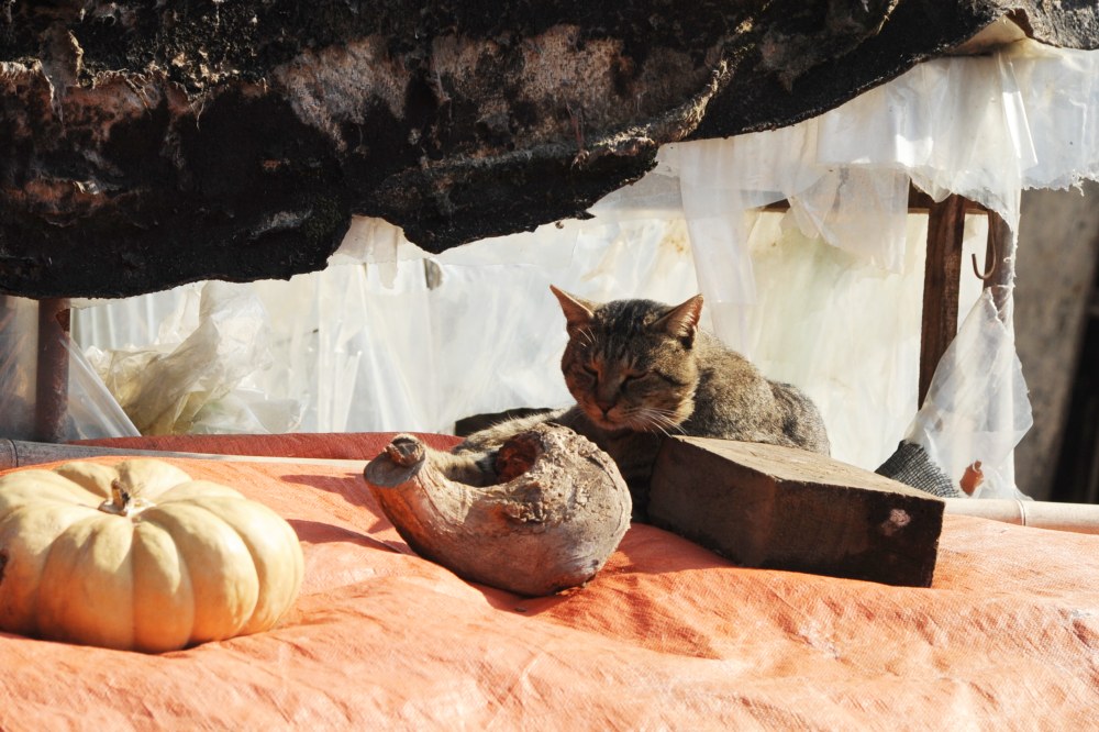 시골집 고양이 뭉치