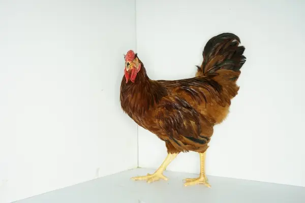 2024년 45년생 운세