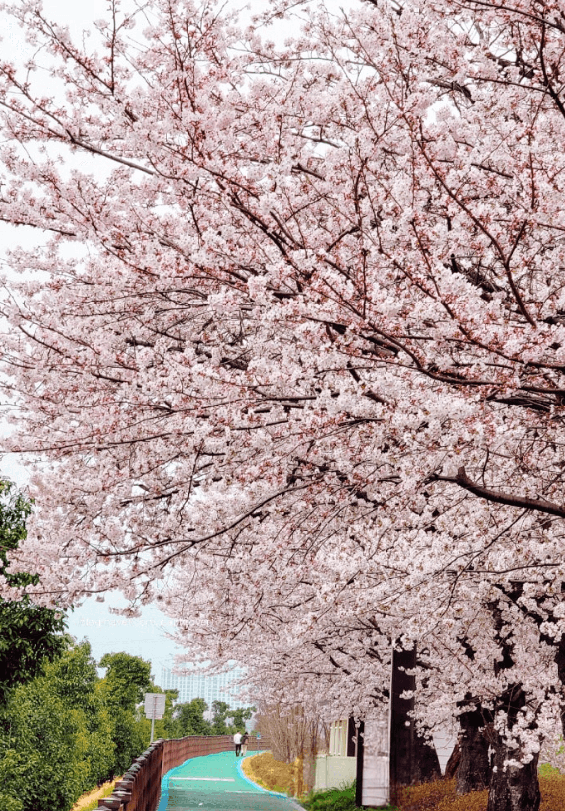 구례 벚꽃 명소 및 맛집 추천