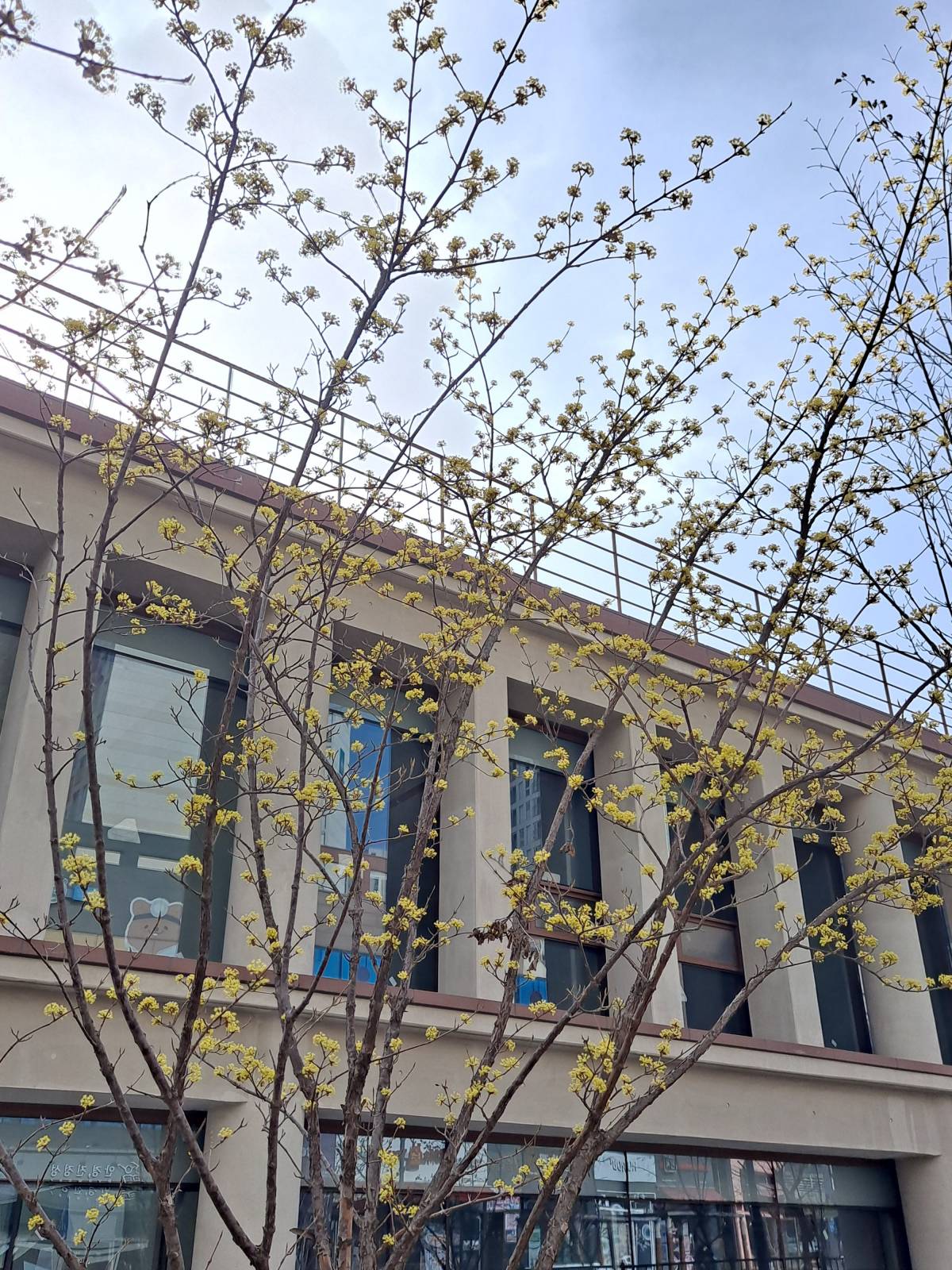 청운대 앞 산수유