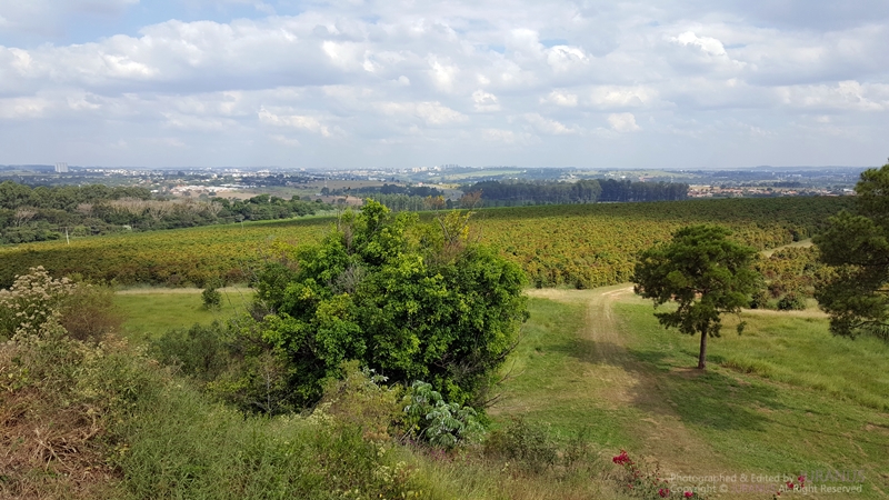 Fazenda_Tozan_22