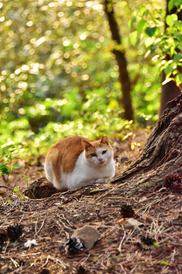부산 민주공원 고양이