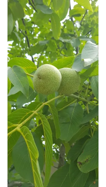 호두 재배 순 지르기 수분 수정 고온 피해 예방_2