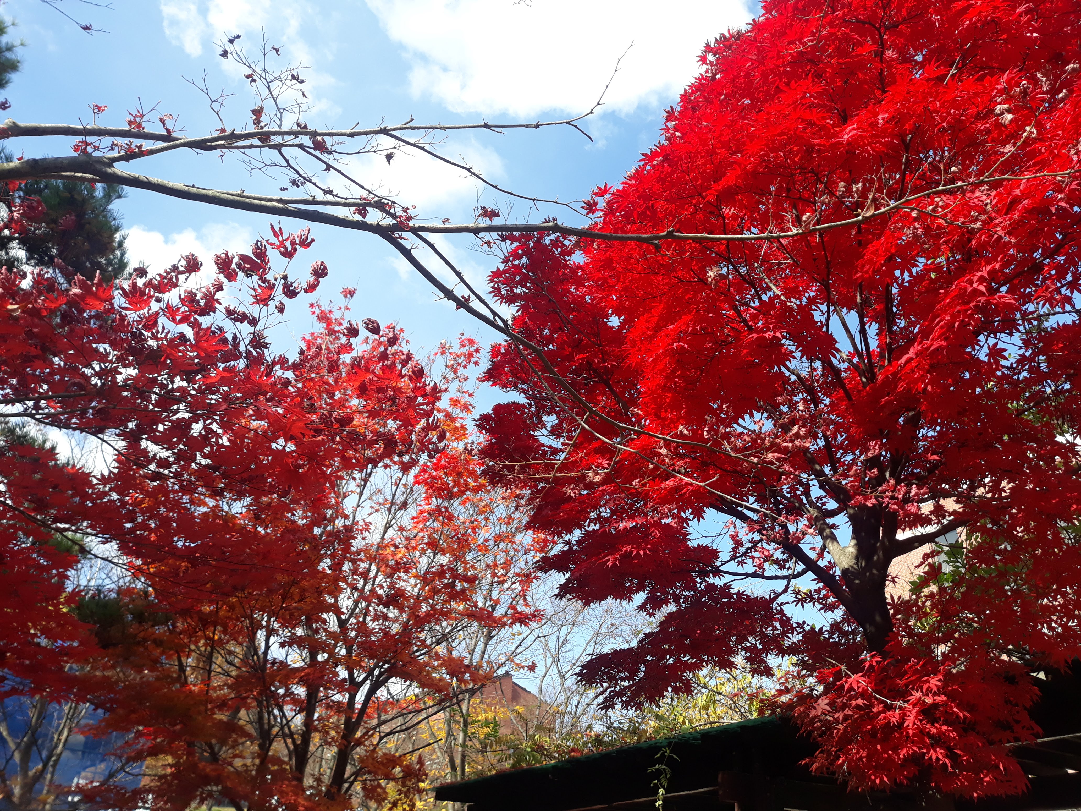 불게 물든 단풍나무