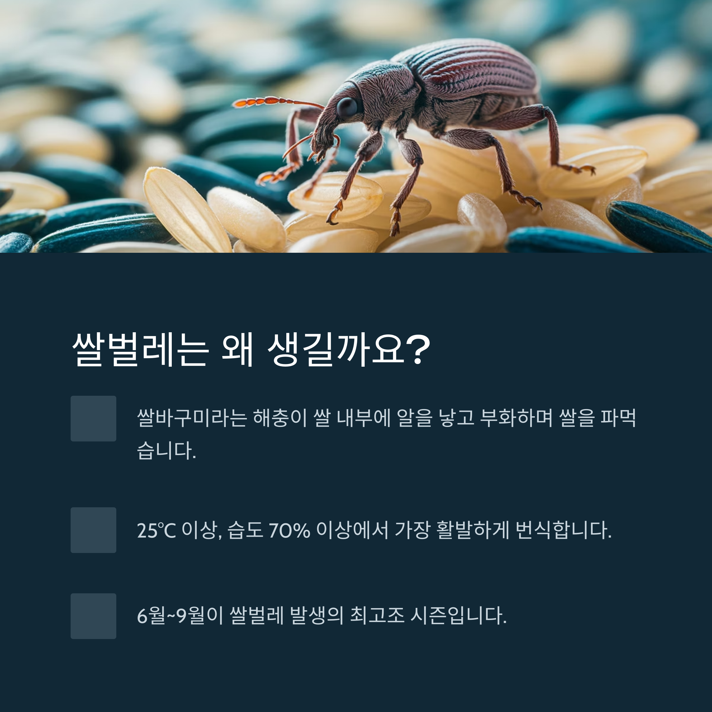 쌀벌레는 왜 생기는 걸까?