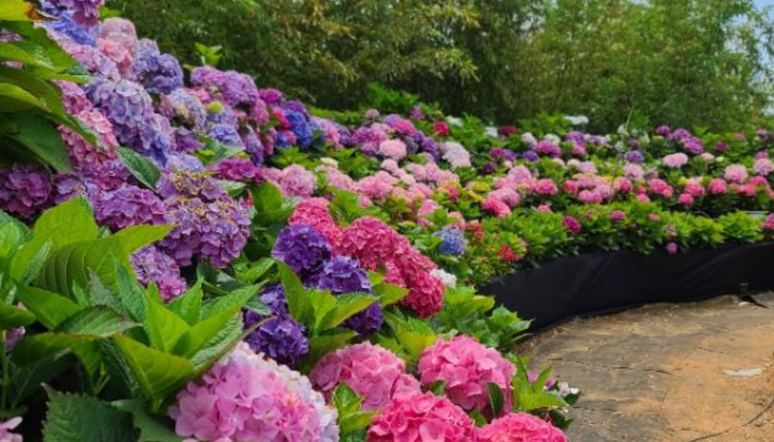 2025 태안 봄꽃정원