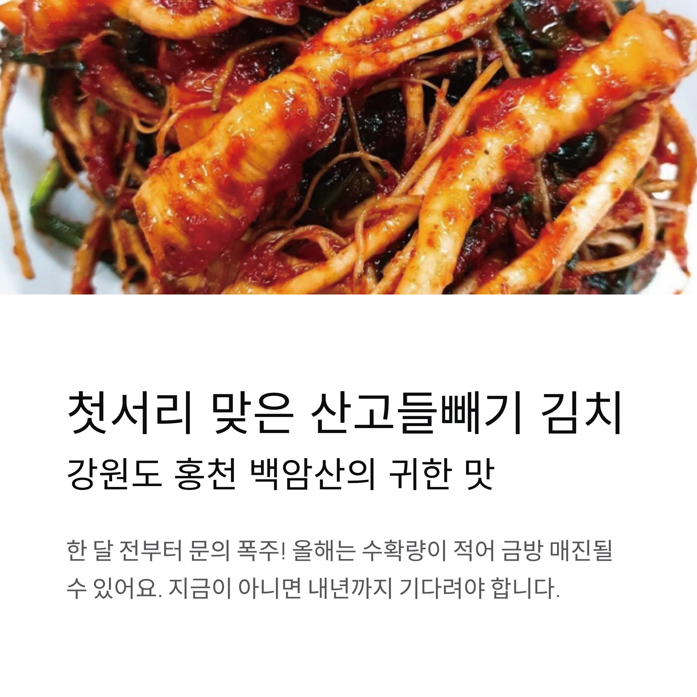 강원도 홍천 백암산에서 온 귀한 산고들빼기 김치, 지금이 제철이에요!