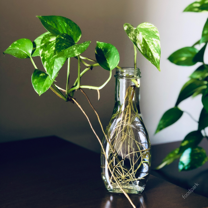 공기 청정 식물 best10