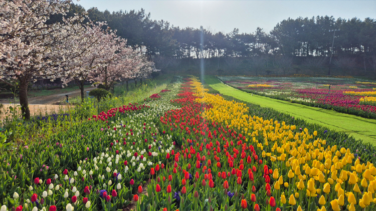 태안 튤립축제