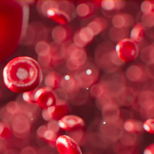 알부민의 효능 - 물질 운반