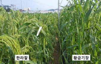 기장 재배 건조 토양 적합 파종 방법 탈곡 요령_3