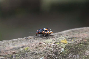 빈대 출몰 지역 확인 &amp;lt;빈대 현황판: 빈대보드&amp;gt;