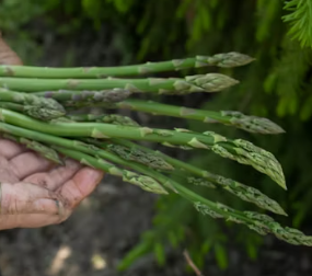 비타민E가 많은 음식