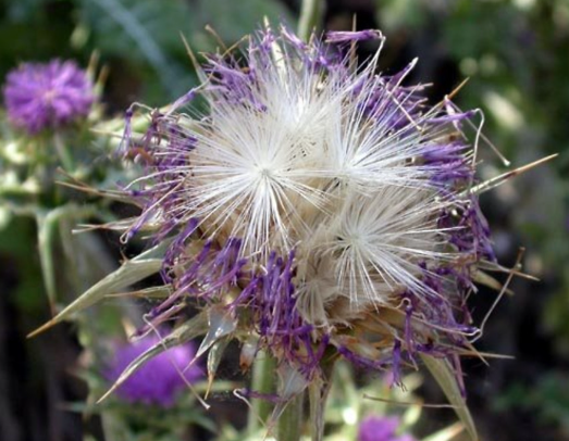 밀크시슬 Silybum marianum