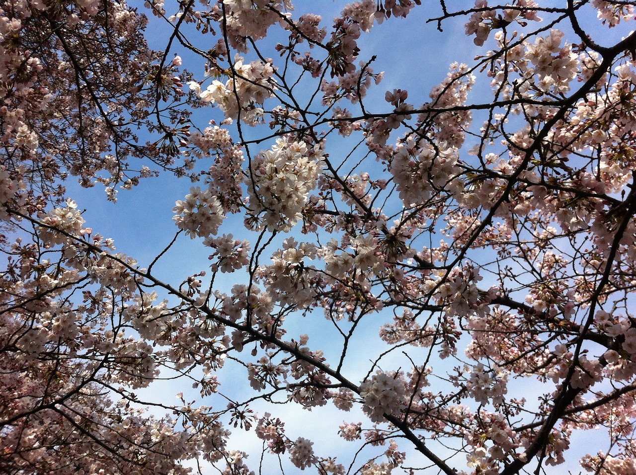 오사카 벚꽃 개화시기12