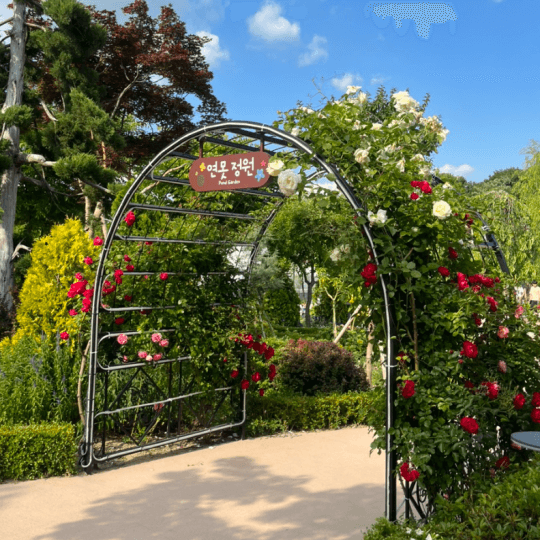 용인 자작나무숲 봄꽃축제