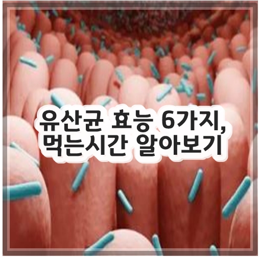 유산균 효능 6가지, 먹는시간 알아보기