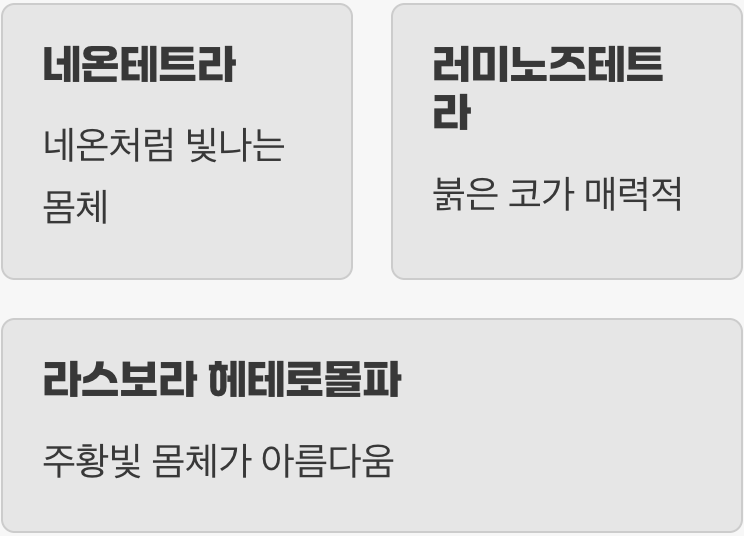 BEST 4 &amp; 5: 작고 반짝이는 보석들&amp;#44; 테트라 &amp; 라스보라
