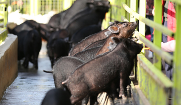 2025 휴애리 유채꽃 축제 흑돼지야 놀자 3