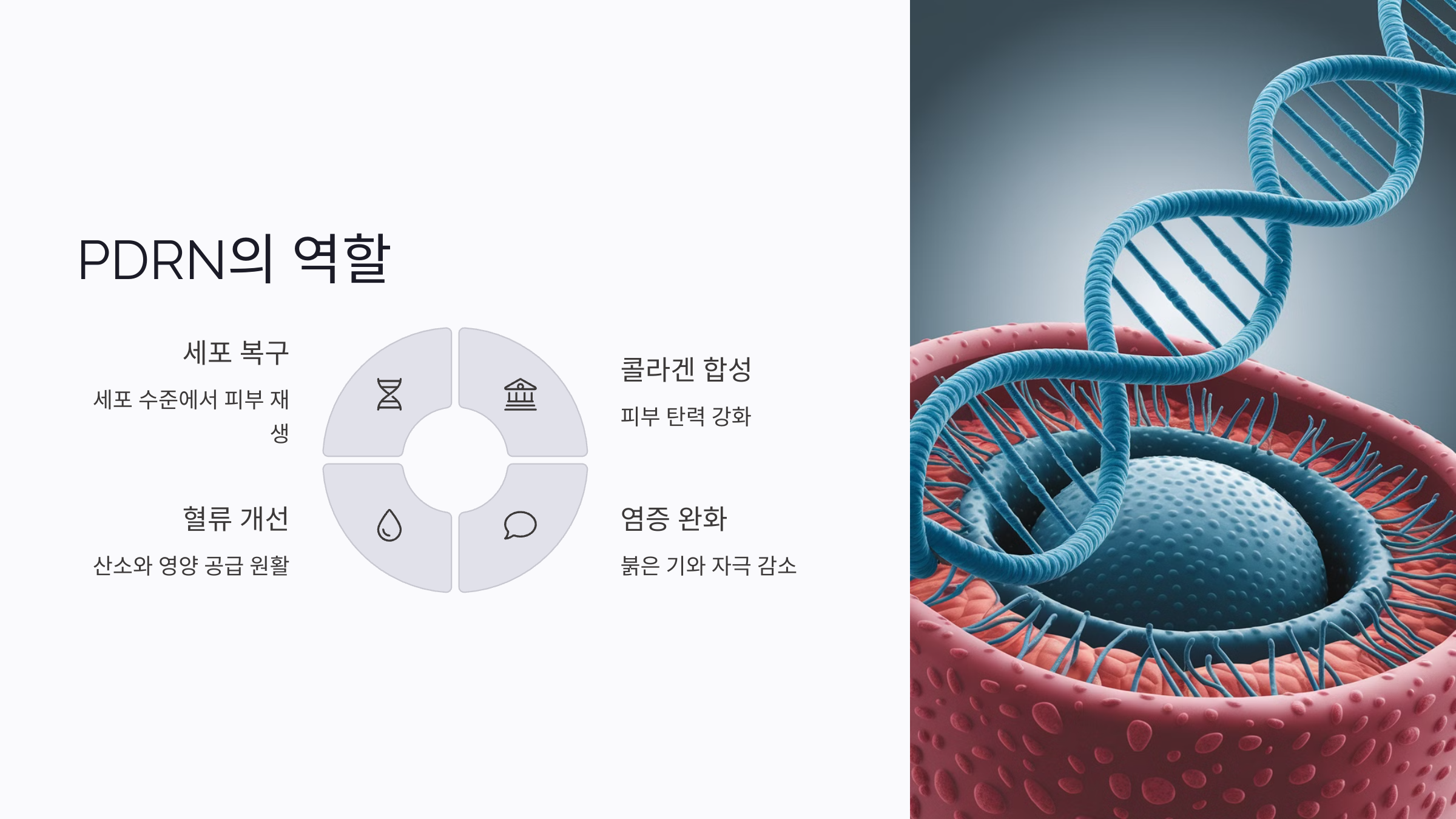 연어주사에 들어 있는 활성 성분과 노화 방지 효과
